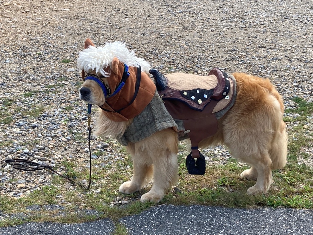 2024 Pony.webp