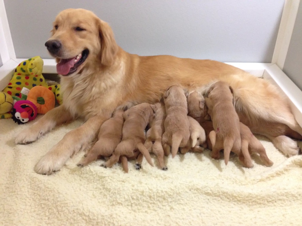 Breeder-4.webp