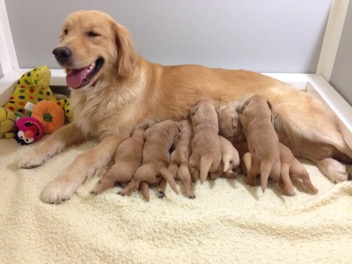 Breeder-4.webp