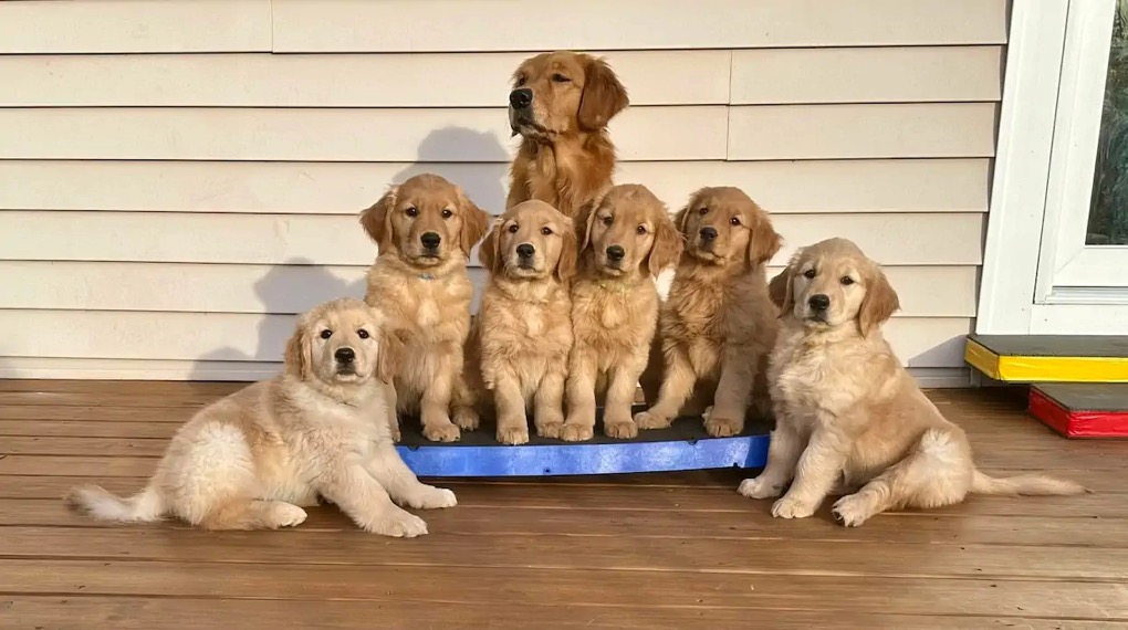 Breeder-Referral-6.webp