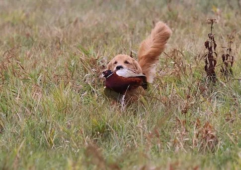 Field Dog.webp
